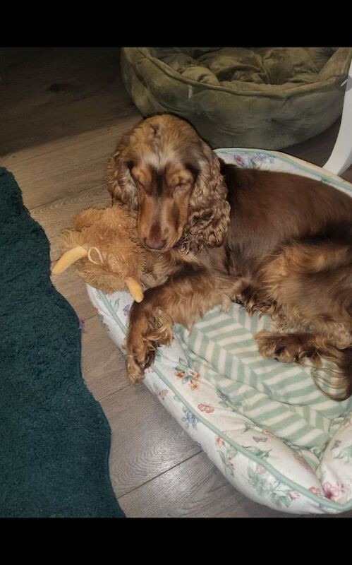 Show cocker's spani kc register - Image 4 of 5