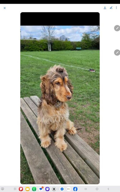 Show cocker's spani kc register - Image 5 of 5