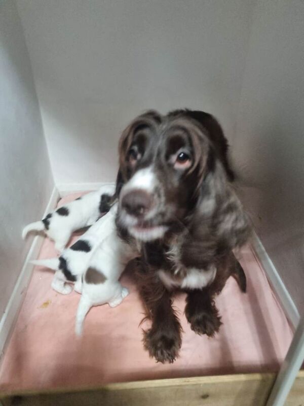 Cocker Spaniel puppies for sale in Goole Green, South Yorkshire – KC registered, 5 weeks old