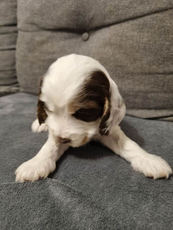 Show Cockerspaniel puppies - Image 2 of 4