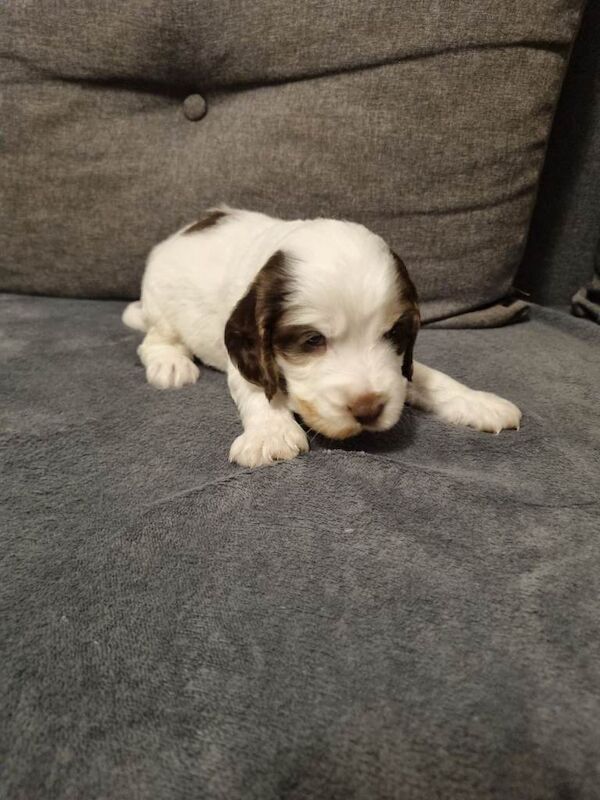 Show Cockerspaniel puppies - Image 3 of 4