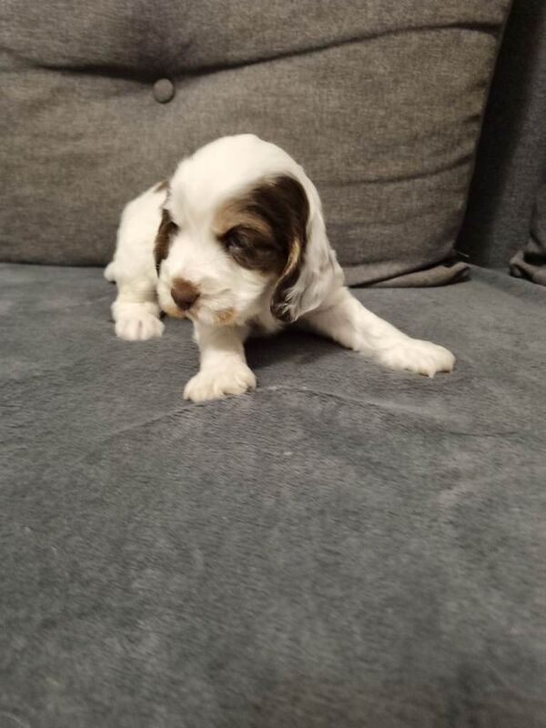 Show Cockerspaniel puppies - Image 4 of 4