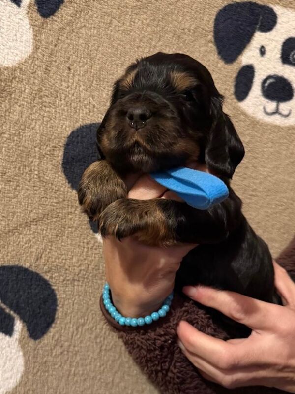 Cocker Spaniel puppies for sale in Tewkesbury, Gloucestershire – KC registered, 3 weeks old