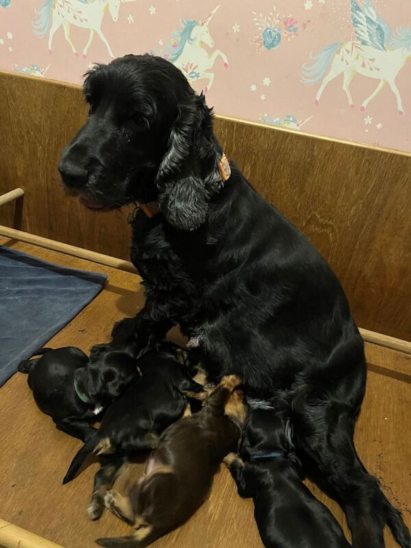 Show line cocker spaniel boy KC - Image 2 of 4