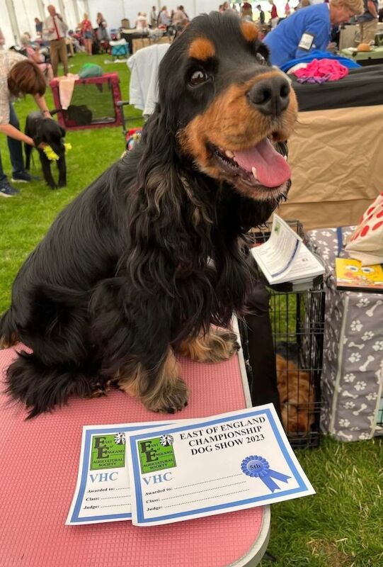 Show line cocker spaniel boy KC - Image 3 of 4