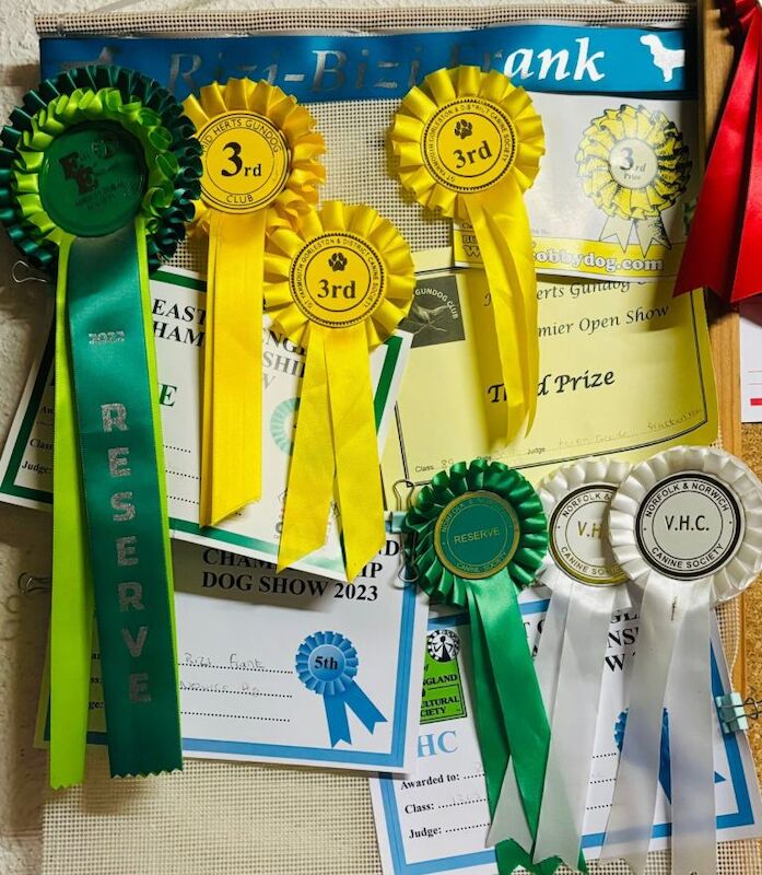 Show line cocker spaniel boy KC - Image 4 of 4