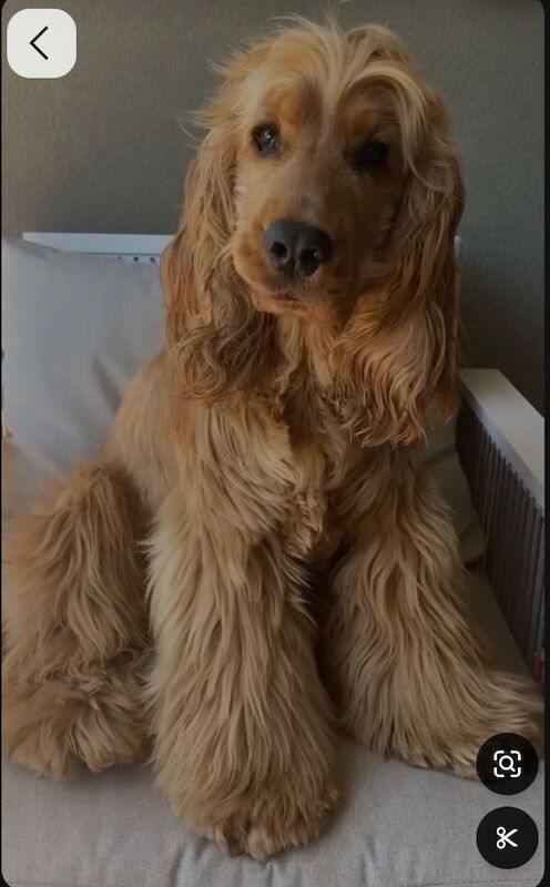 Show/show type Cocker Spaniel for sale in Moray - Image 2