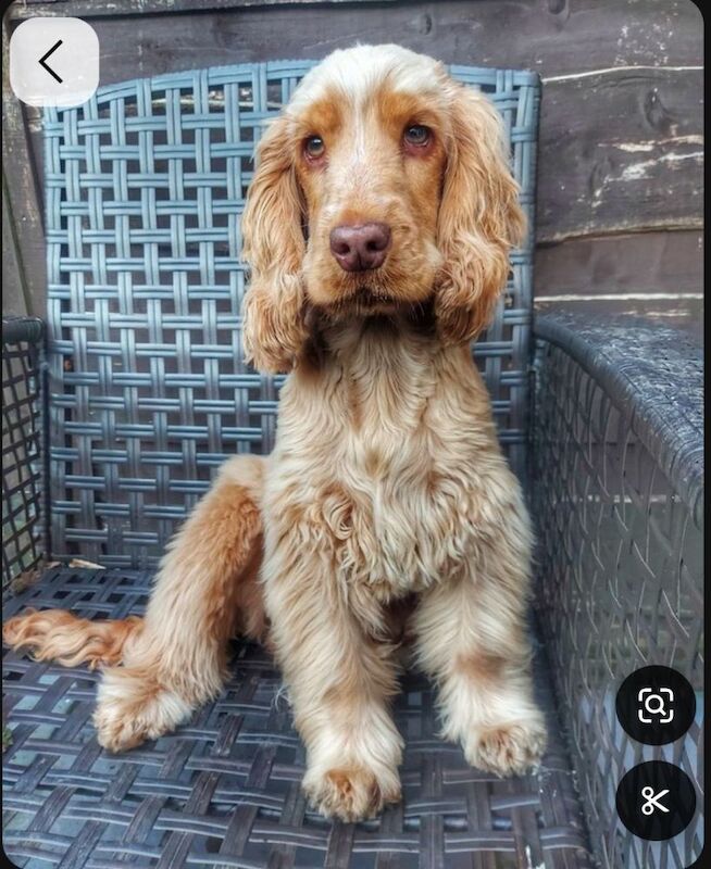 Show/show type Cocker Spaniel for sale in Moray - Image 3
