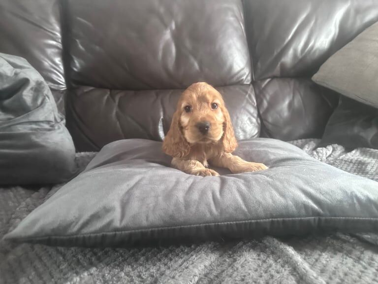 Show type cocker spaniel for sale in Shotts, Lanarkshire