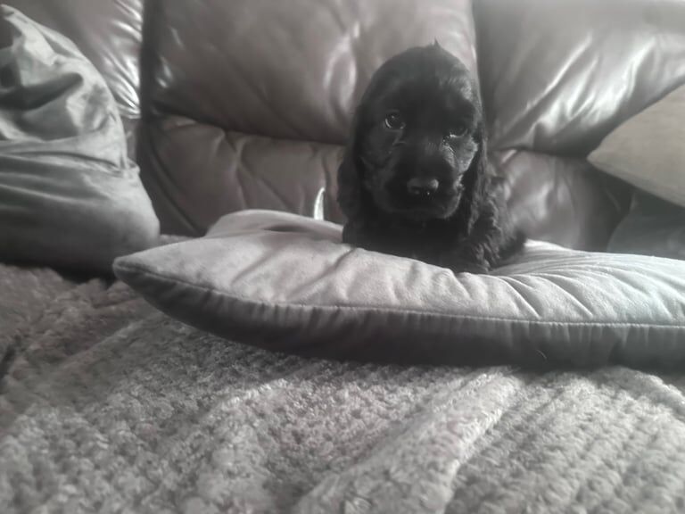 Show type cocker spaniel for sale in Shotts, Lanarkshire - Image 2