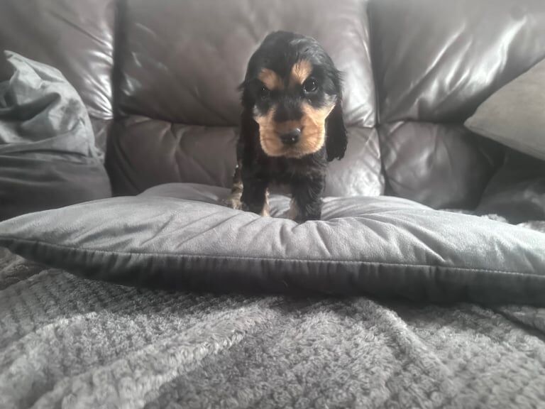 Show type cocker spaniel for sale in Shotts, Lanarkshire - Image 3