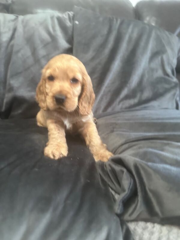Show type cocker spaniel for sale in Shotts, Lanarkshire