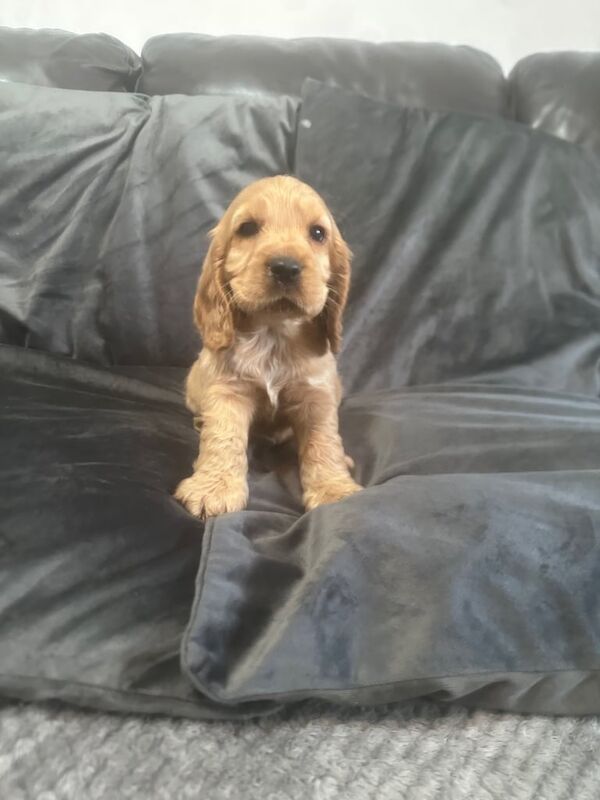 Show type cocker spaniel for sale in Shotts, Lanarkshire - Image 3