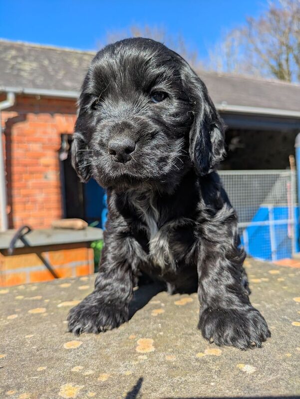 Cocker Spaniel puppies for sale in Antrim, County Antrim – KC registered, 12 months old - Image 2 of 3