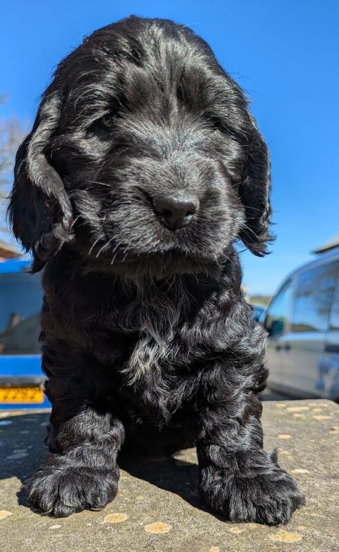 Show type cocker spaniel for sale in Antrim, County Antrim - Image 3