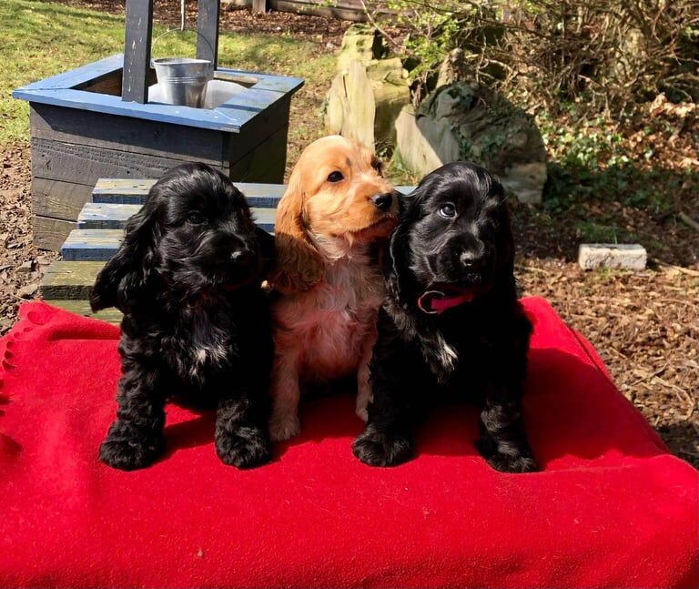Show type cocker spaniel for sale in Antrim, County Antrim