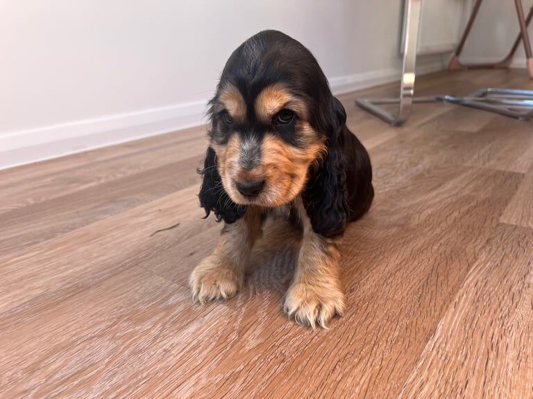Cocker Spaniel puppies for sale in Braintree, Essex – 8 weeks old