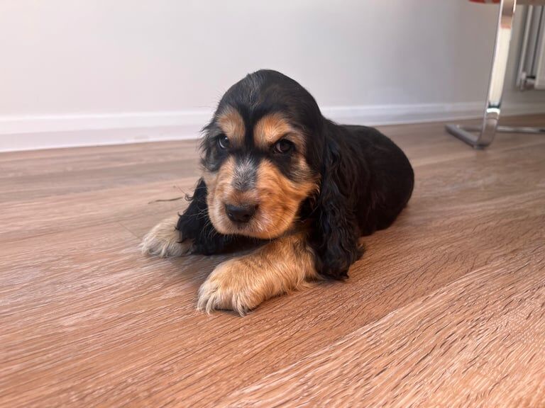 Cocker Spaniel puppies for sale in Braintree, Essex – 8 weeks old - Image 2 of 3