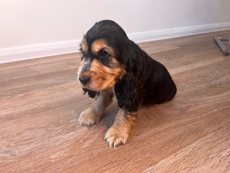 Cocker Spaniel puppies for sale in Braintree, Essex – 8 weeks old - Image 3 of 3