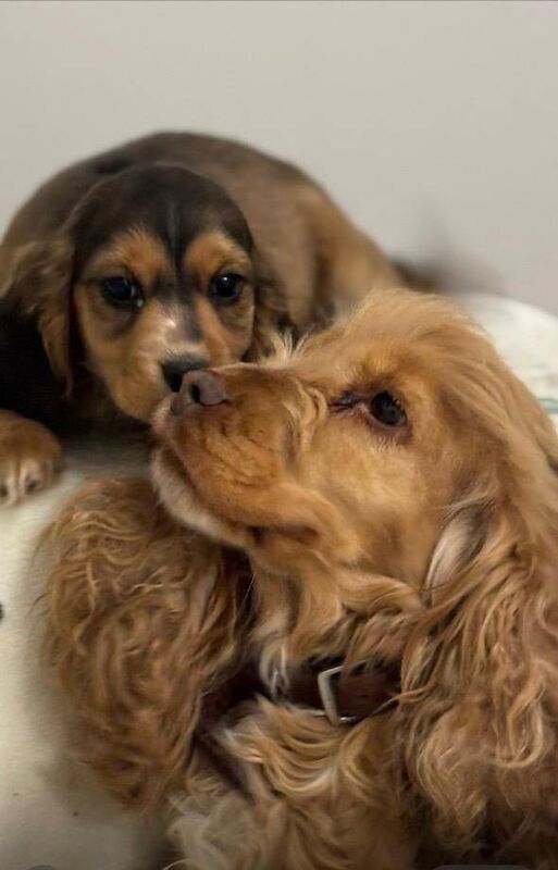 Show Type Cocker Show Type Cocker Spaniel For Sale in Fareham, Hampshire | Cocker ...