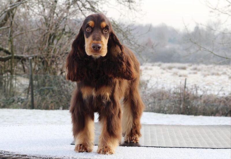 Show Type Cocker Spaniel Chocolate & Tan Stud for sale in Greater Manchester