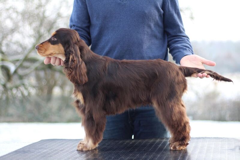 Show Type Cocker Spaniel Chocolate & Tan Stud for sale in Greater Manchester | Image 2