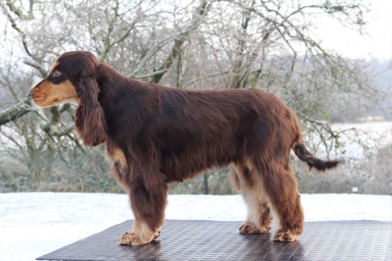 Show Type Cocker Spaniel Chocolate & Tan Stud for sale in Greater Manchester | Image 3
