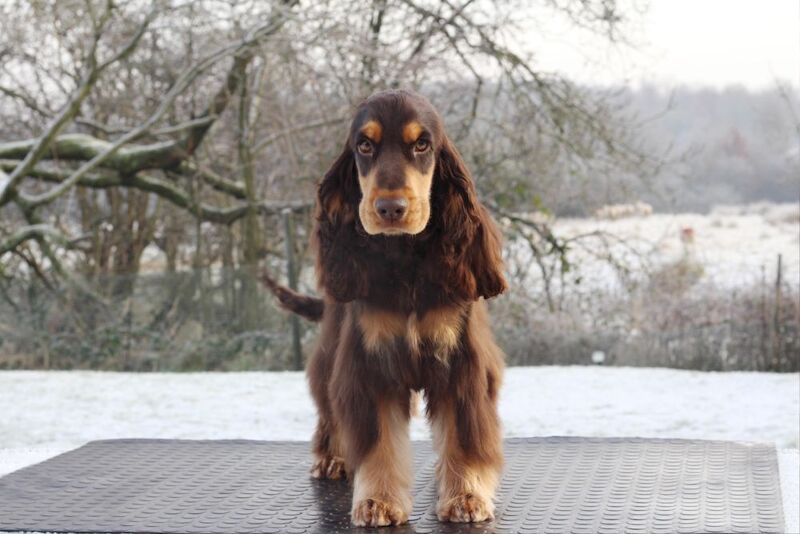 Show Type Cocker Spaniel Chocolate & Tan Stud for sale in Greater Manchester | Image 4
