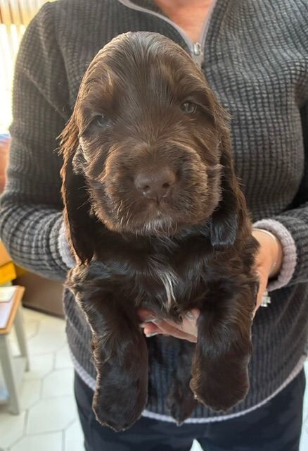 Show type cocker spaniel dog puppies - Image 2 of 4