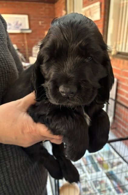Show type cocker spaniel dog puppies - Image 3 of 4