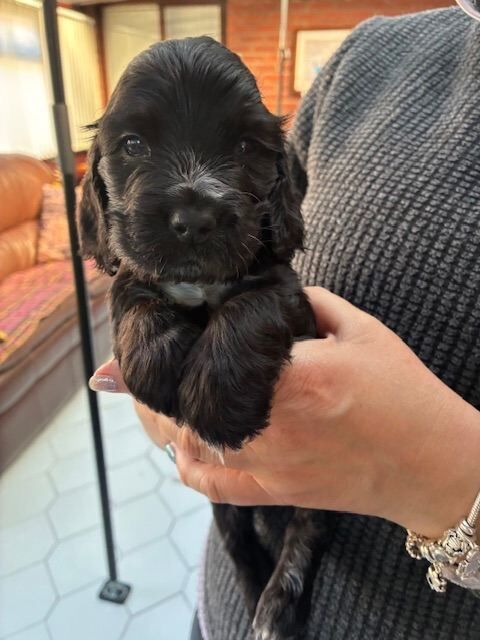 Show type cocker spaniel dog puppies - Image 4 of 4