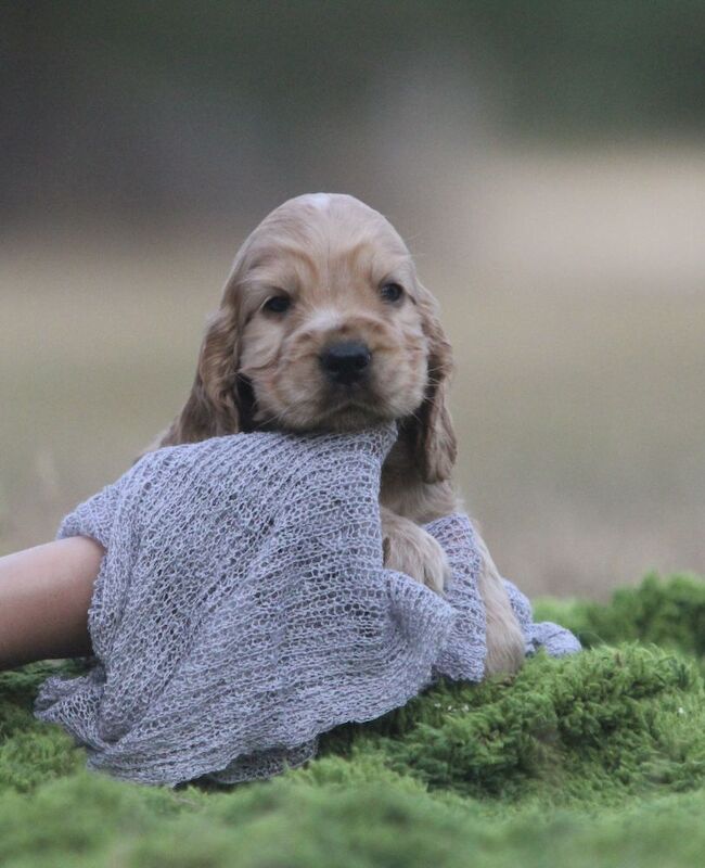 Show Type Cocker Spaniel Puppies From Mango ( KC Regd)