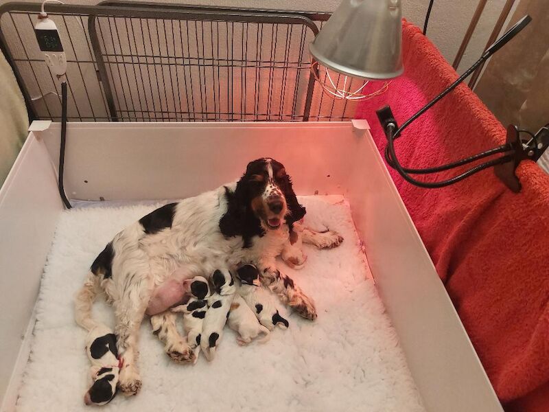 Dog Show Kennel Club Registered Dogs Kennel Club Registered Dogs