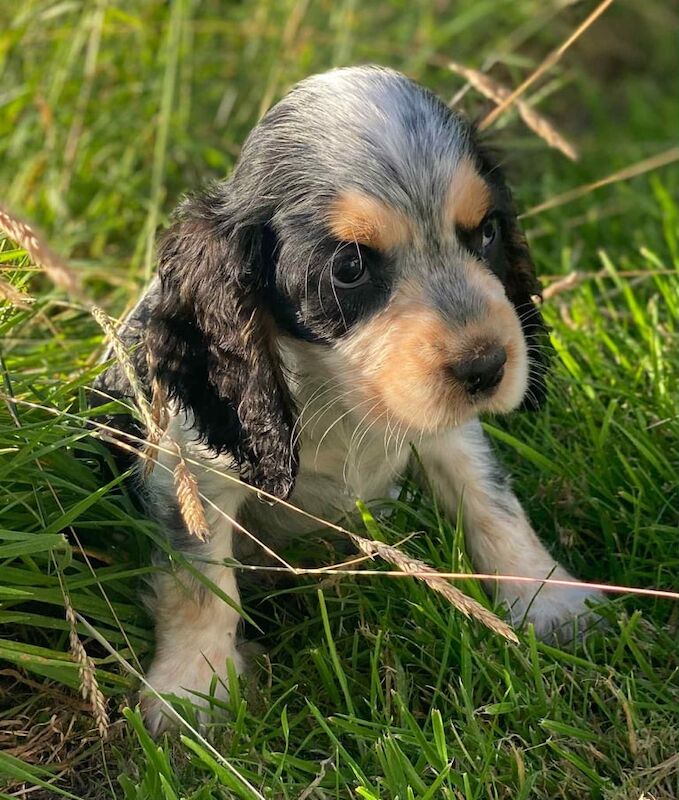 Cocker Spaniel puppies for sale in Pomeroy, County Tyrone – 9 weeks old