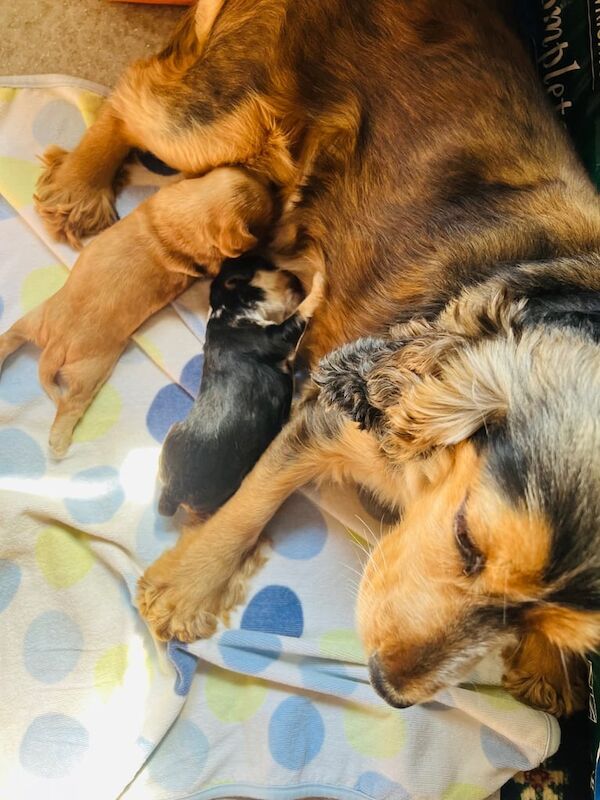 Cocker Spaniel puppies for sale in Chapeltown, South Yorkshire – 3 weeks old