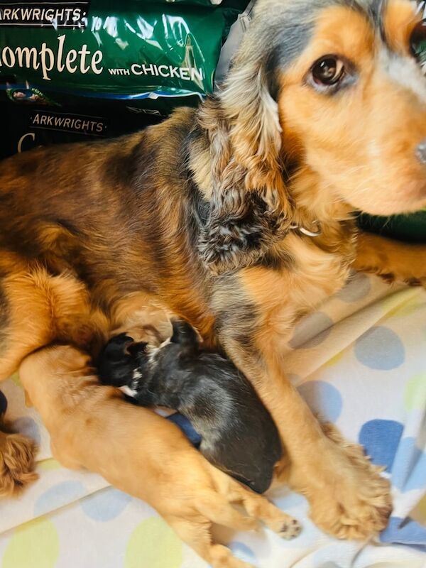 Cocker Spaniel puppies for sale in Chapeltown, South Yorkshire – 3 weeks old - Image 2 of 3