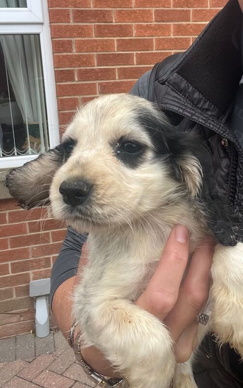 Cocker Spaniel puppies for sale in Wigginton, North Yorkshire – 8 weeks old - Image 3 of 3