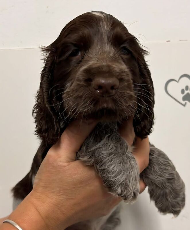 Show type cocker spaniel puppies - Image 2 of 3