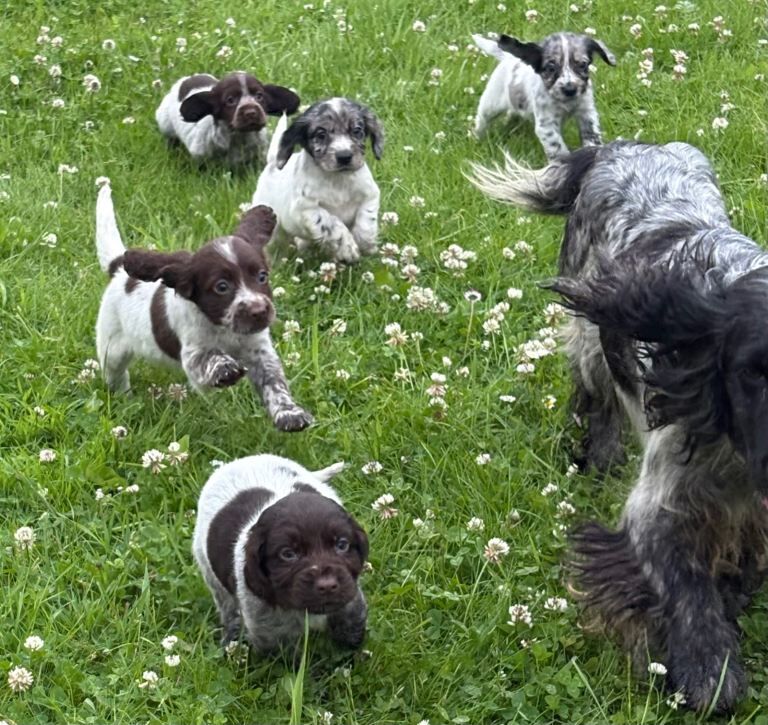 Show Type Cocker Show Type Cocker Spaniel Puppies For Sale in Llanelli, Carmarthenshire ...