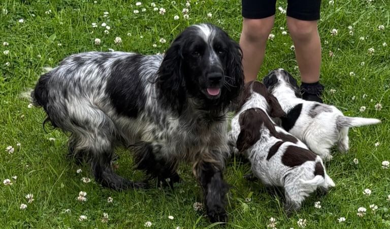 Show Type Cocker Show Type Cocker Spaniel Puppies For Sale in Llanelli, Carmarthenshire ...
