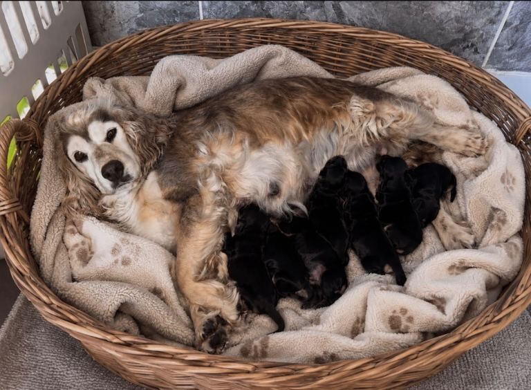 Show type cocker spaniel puppies - Image 2 of 4