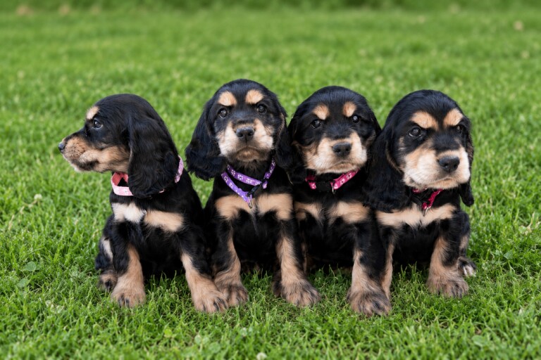 Show type cocker spaniel puppies - Image 3 of 4