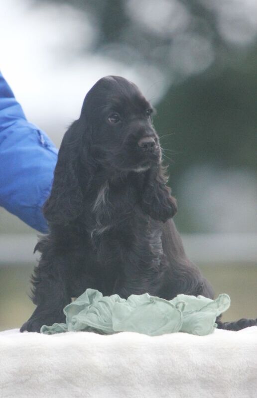 Show Type Cocker Spaniel Puppies by Pepsi ( KC Regd) - Image 2 of 15