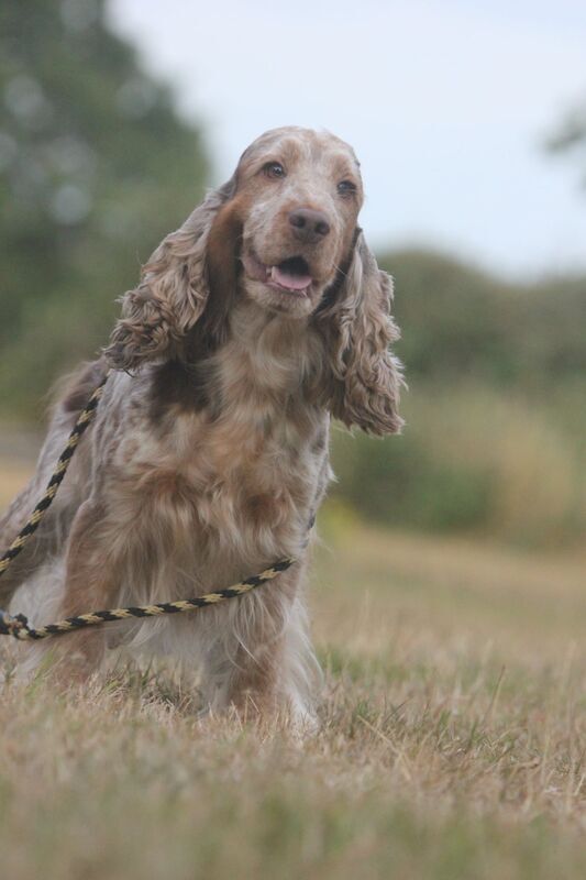 Show Type Cocker Spaniel Puppies by Pepsi ( KC Regd) - Image 9 of 15