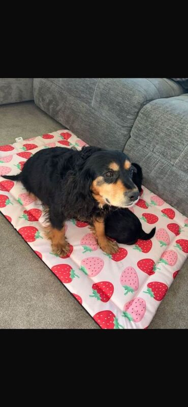 Show type cocker spaniel puppies for sale