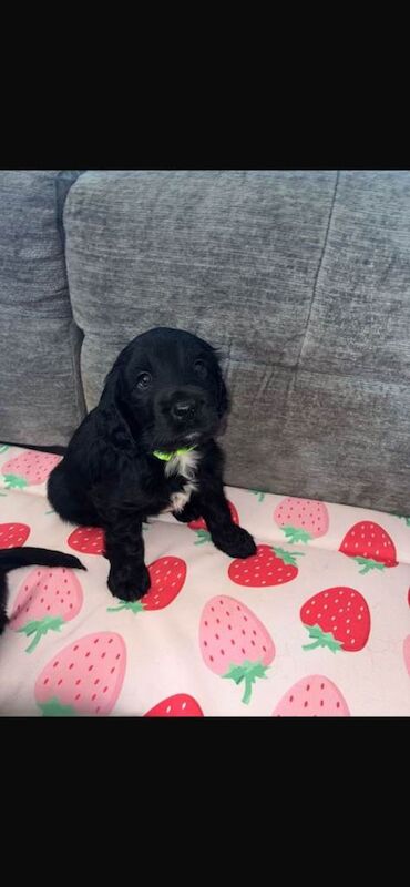 Show type cocker spaniel puppies for sale - Image 2 of 4