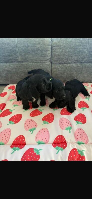 Show type cocker spaniel puppies for sale - Image 3 of 4
