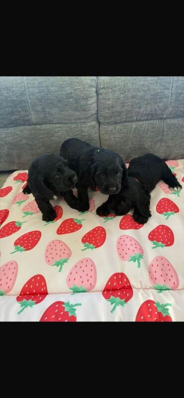 Show type cocker spaniel puppies for sale - Image 4 of 4
