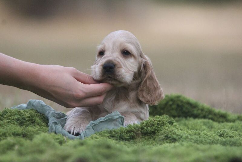 Show Type Cocker Spaniel Puppies by Pepsi ( KC Regd) 
