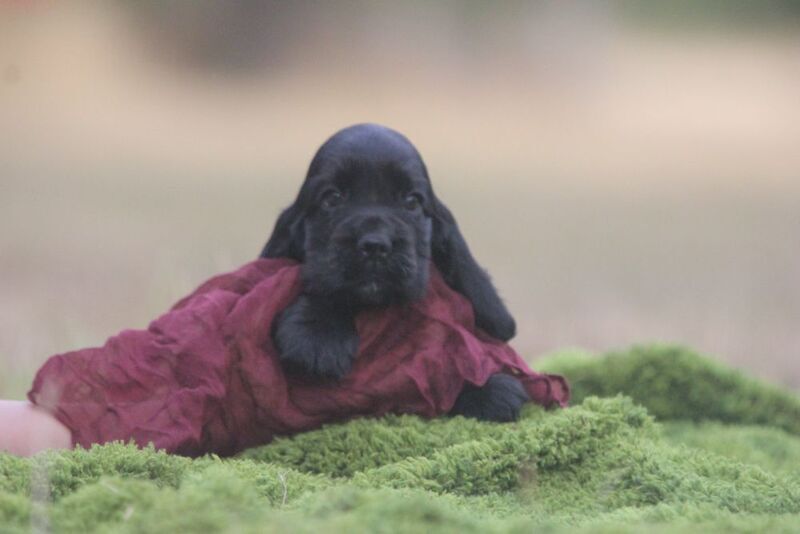 Show Type Cocker Spaniel Puppies by Pepsi ( KC Regd) 
